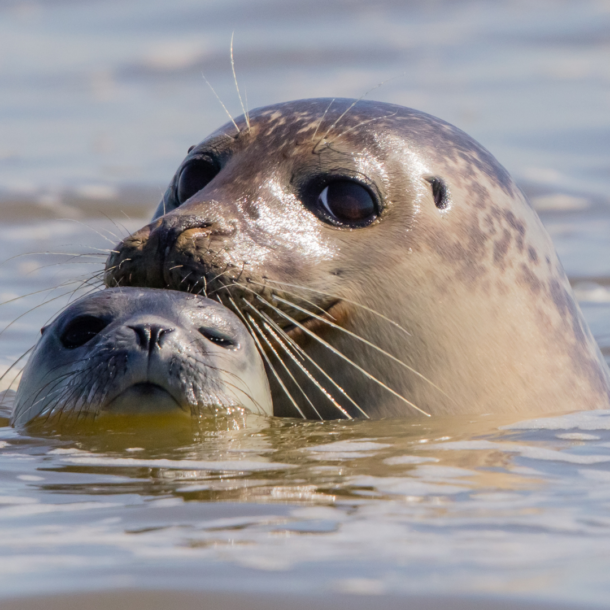 Top 10 des activités à faire en Baie de Somme en couple