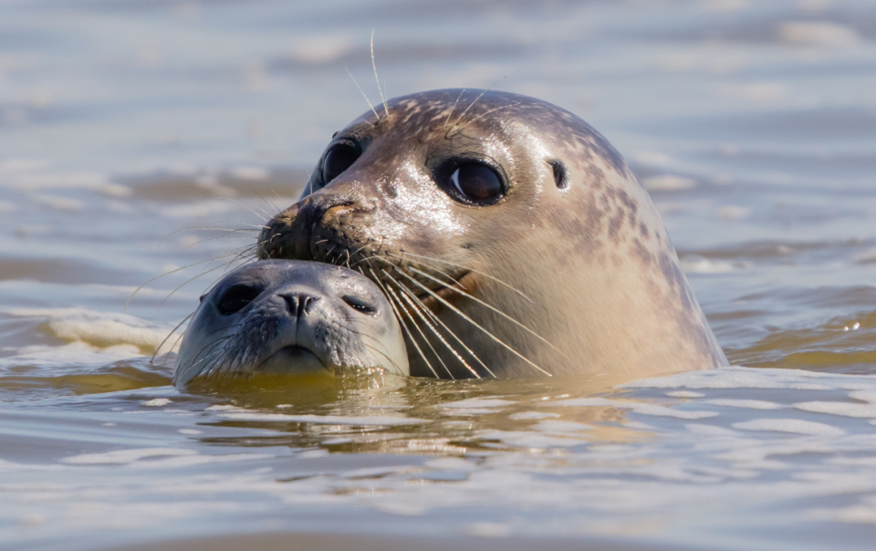 Top 10 des activités à faire en Baie de Somme en couple