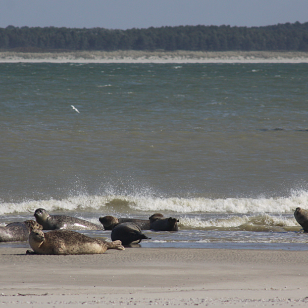 5 raisons de visiter la Baie de Somme au printemps