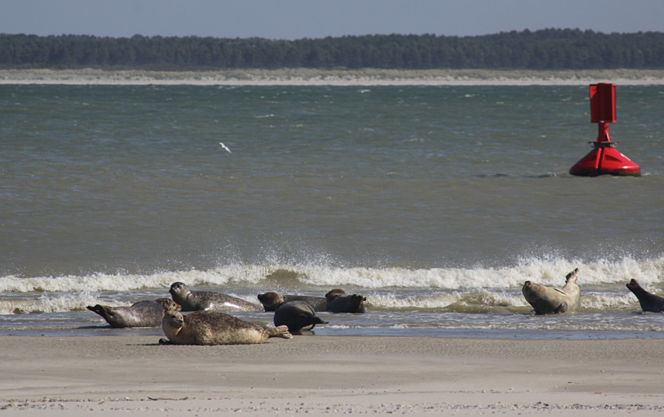 5 raisons de visiter la Baie de Somme au printemps